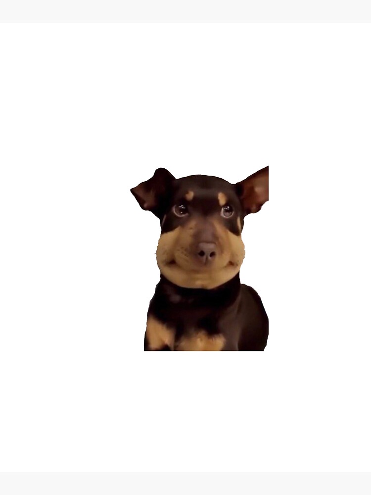 Afton pinscher hot sale