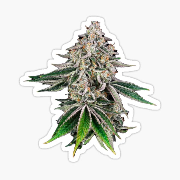 Item preview, Cannabis Plant  designed and sold by wildeweed.