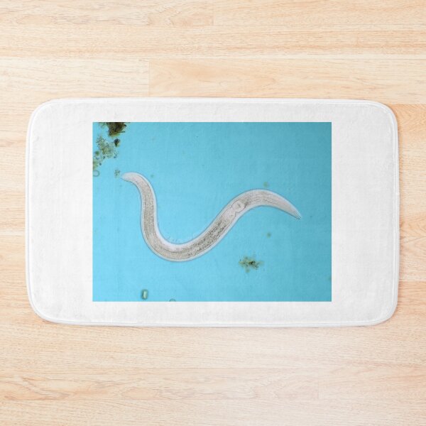 Item preview, Microscopic free-living nematode worm from garden soil designed and sold by SDym Photography.