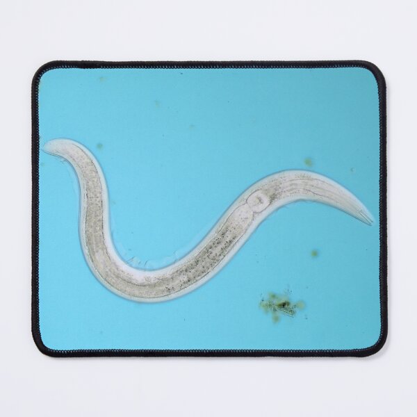 Item preview, Microscopic free-living nematode worm from garden soil designed and sold by SDym Photography.