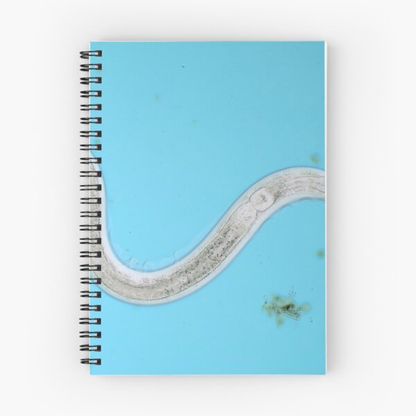 Item preview, Microscopic free-living nematode worm from garden soil designed and sold by SDym Photography.