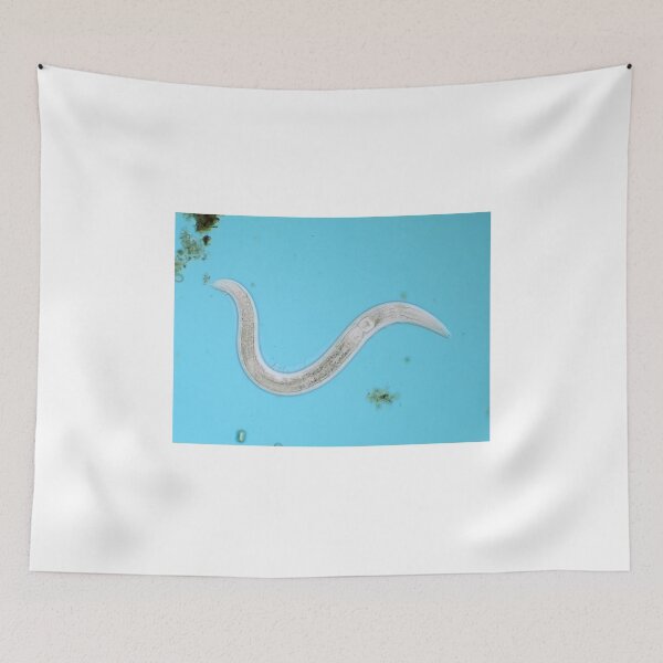 Item preview, Microscopic free-living nematode worm from garden soil designed and sold by SDym Photography.