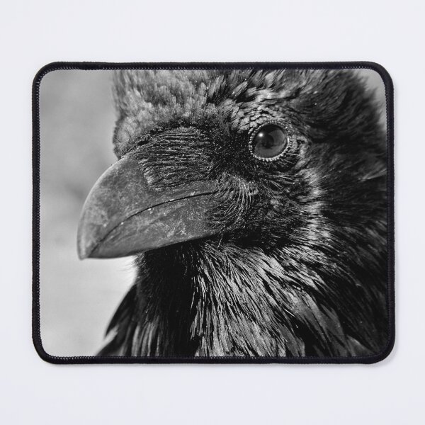 Item preview, Black and White Raven with Beautiful Plumage - Wildlife Photography designed and sold by CarolinaReina.