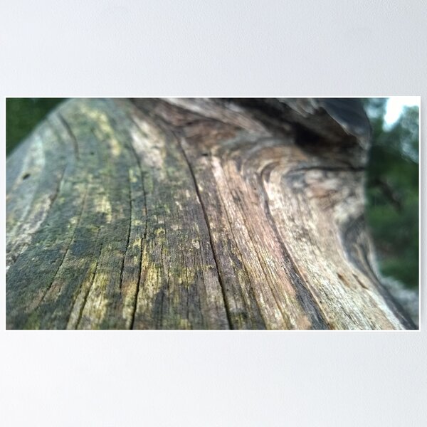 Moldy tree stump Poster