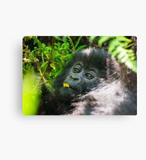 Playful Canvas Print