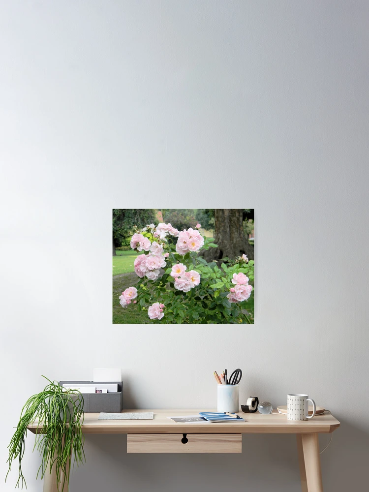 Thumbnail 2 of 3, Poster, Pink Roses designed and sold by Kathleen Brant.