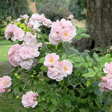 Artwork thumbnail, Pink Roses by Kathleen Brant