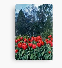 Kodachrome Tulips Canvas Print