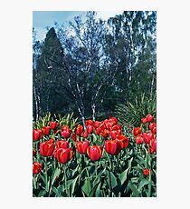 Kodachrome Tulips Photographic Print