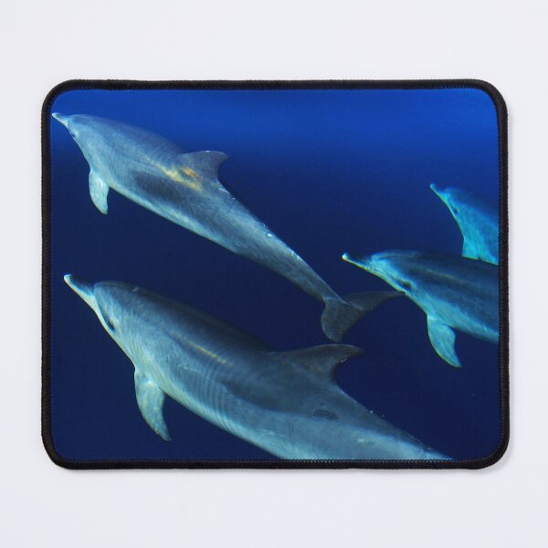 Item preview, Pod of wild Atlantic spotted dolphins Stenella frontalis designed and sold by Chloé Yzoard.