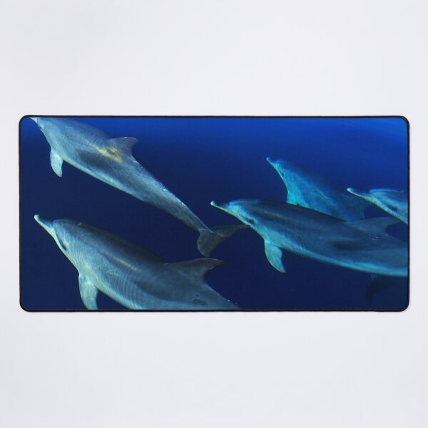 Item preview, Pod of wild Atlantic spotted dolphins Stenella frontalis designed and sold by Chloé Yzoard.
