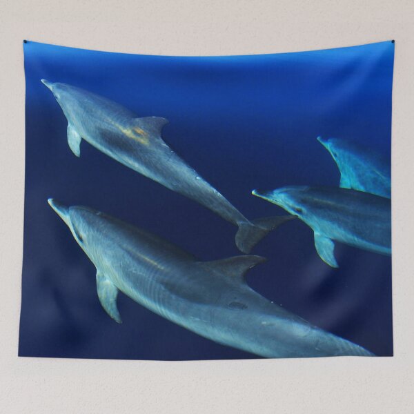 Item preview, Pod of wild Atlantic spotted dolphins Stenella frontalis designed and sold by Chloé Yzoard.
