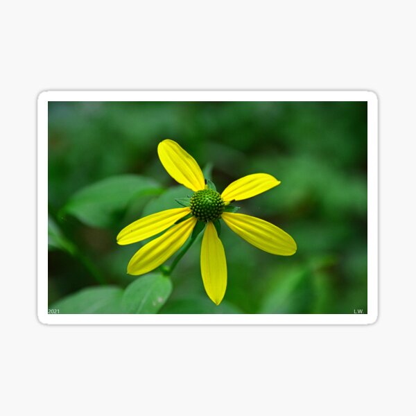 Item preview, Wildflower Wonder designed and sold by LisaWootenPhoto.