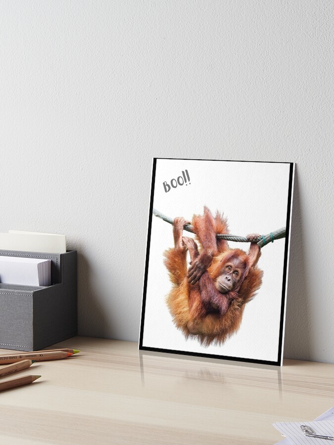 Funny Photo Bomb Prints Silly Monkey Boo! Awesome Novelty Meme Animals  Fashion and Decor  Sticker for Sale by MrGiftee