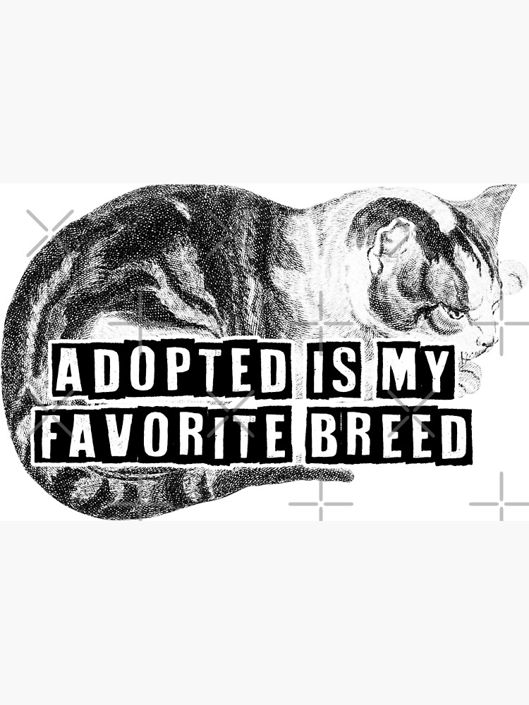 adopted is my favorite breed adopt don't shop cat kitten owner
