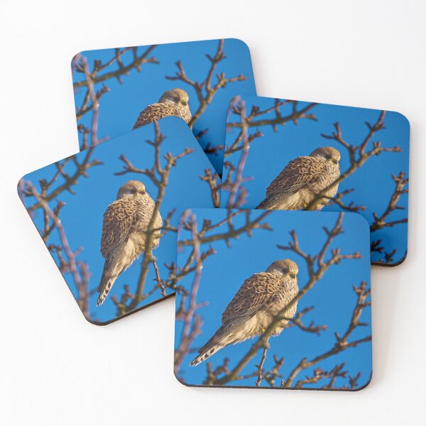 Item preview, Kestrel in the sun designed and sold by Mark Bangert.