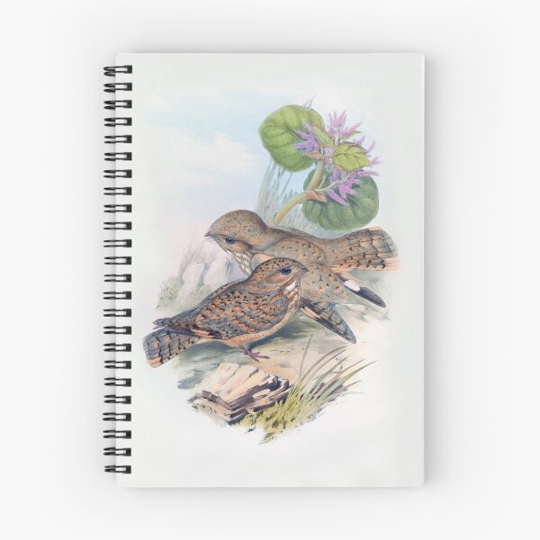 Item preview, Sykes's Nightjar by John Gould designed and sold by TheCurators.