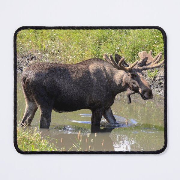 Item preview, Moose designed and sold by Sasas Photography.