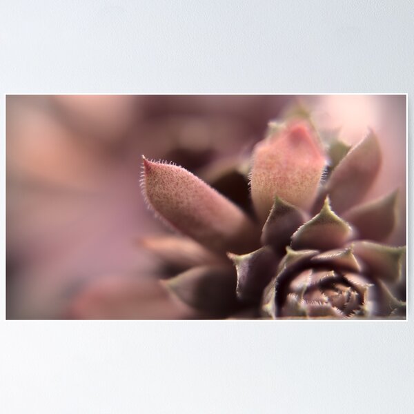 Item preview, Succulent designed and sold by Gritz - Photographer, AI Artist.