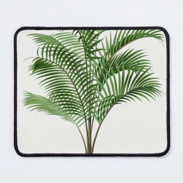 Item preview, Vintage Palm Tree Illustration - Calamus Asperrimus designed and sold by redoARTstore.