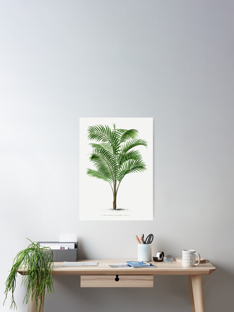 Calamus Asperrimus (1878) by Oswald de Kerchove de Denterghem Framed top Print