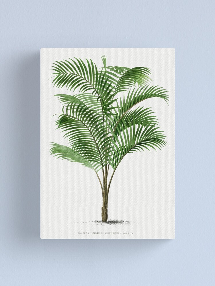 Calamus Asperrimus (1878) by Oswald de Kerchove de on sale Denterghem Framed Print