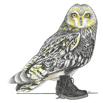 Artwork thumbnail, Short-eared Owl in Boots by JimsBirds