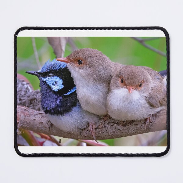 Item preview, A trio of superb fairy wrens.  designed and sold by DaveBassett.