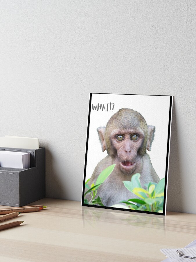 Monkey Meme Photographic Prints for Sale