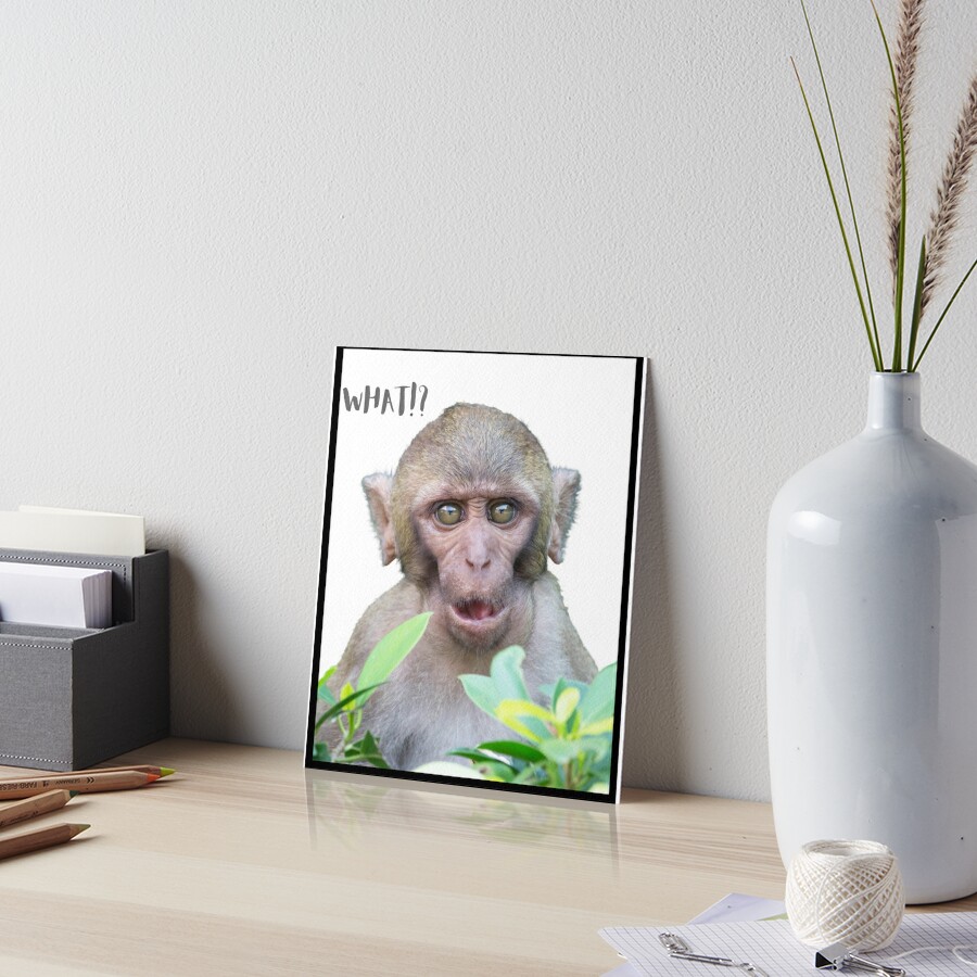 Funny Photo Bomb Prints Silly Monkey Boo! Awesome Novelty Meme Animals  Fashion and Decor  Sticker for Sale by MrGiftee