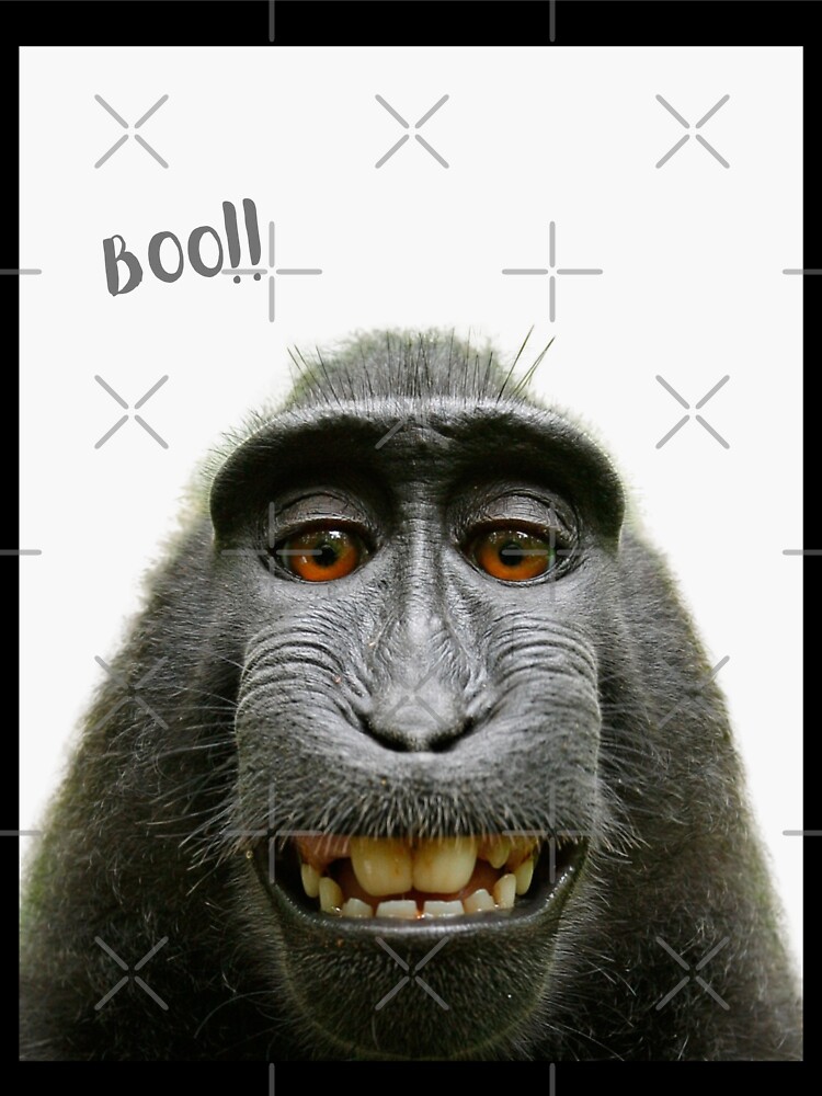 Download Really Funny Monkey Face Meme Picture