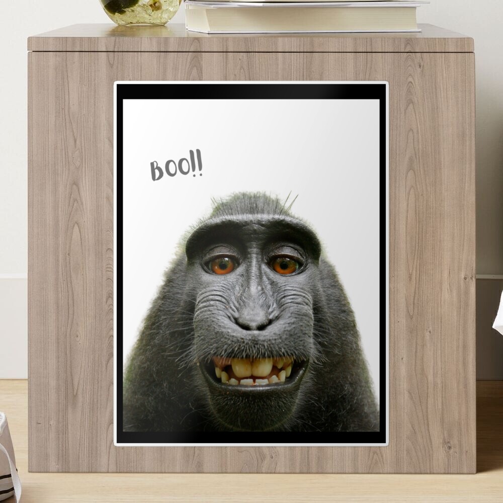 Funny Photo Bomb Prints Silly Monkey Boo! Awesome Novelty Meme Animals  Fashion and Decor  Sticker for Sale by MrGiftee