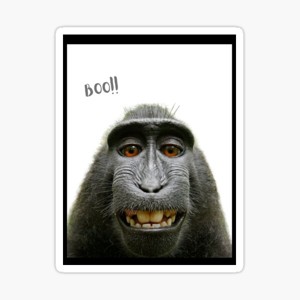 Download Monkey Selfie Meme Faces Funny Picture