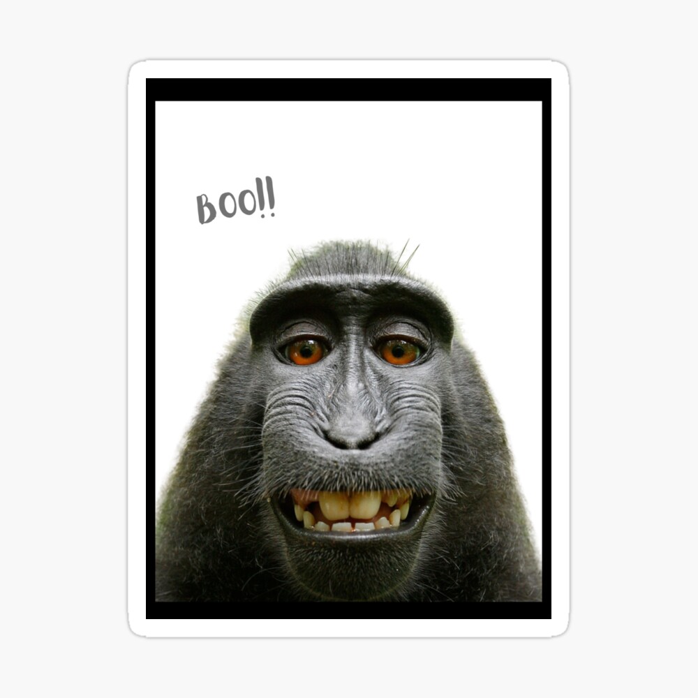 Meme monkey funny | Sticker