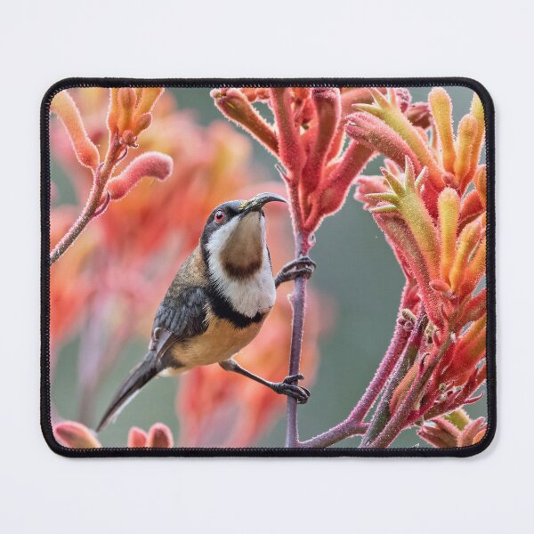 Item preview, Eastern spinebill on kangaroo paws designed and sold by DaveBassett.