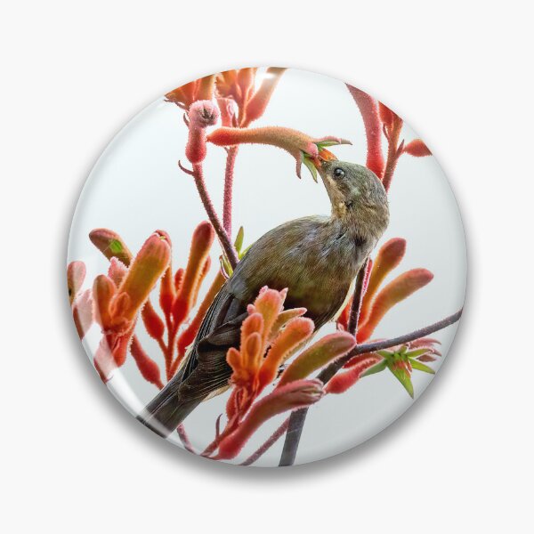 Item preview, Eastern Spinebill feeding on kangaroo paws.  designed and sold by DaveBassett.