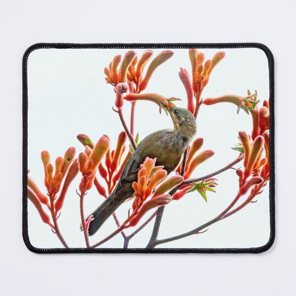 Item preview, Eastern Spinebill feeding on kangaroo paws. designed and sold by DaveBassett.