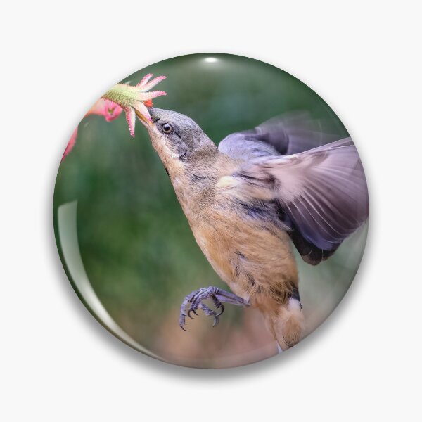 Artikelvorschau, Mittlere Luft, die den östlichen Spinebill füttert. entworfen und verkauft von DaveBassett.