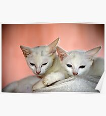 kitties Poster