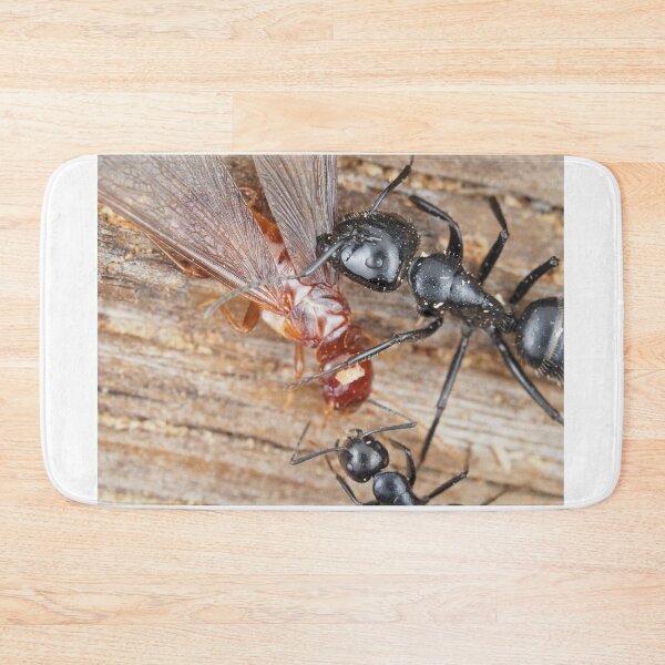Item preview, Carpenter ants fighting a dampwood termite designed and sold by SDym Photography.