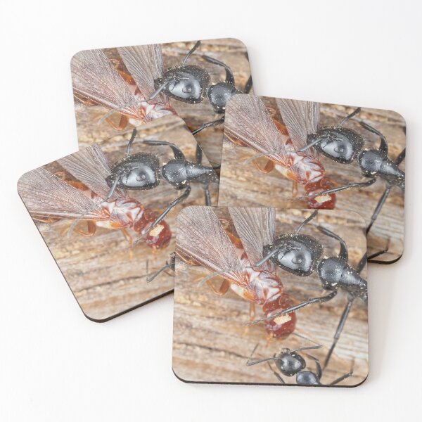 Item preview, Carpenter ants fighting a dampwood termite designed and sold by SDym Photography.