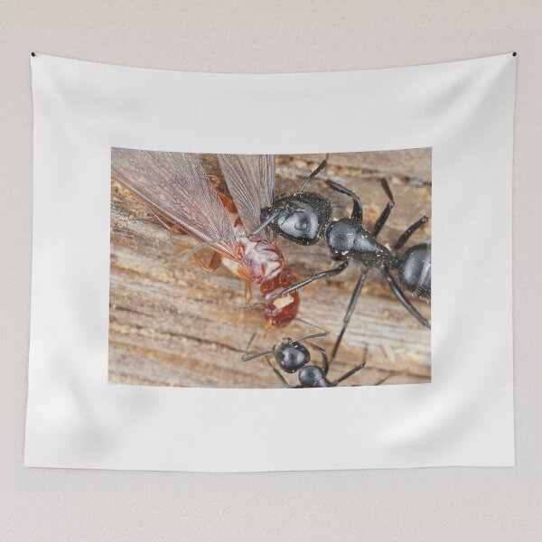 Item preview, Carpenter ants fighting a dampwood termite designed and sold by SDym Photography.