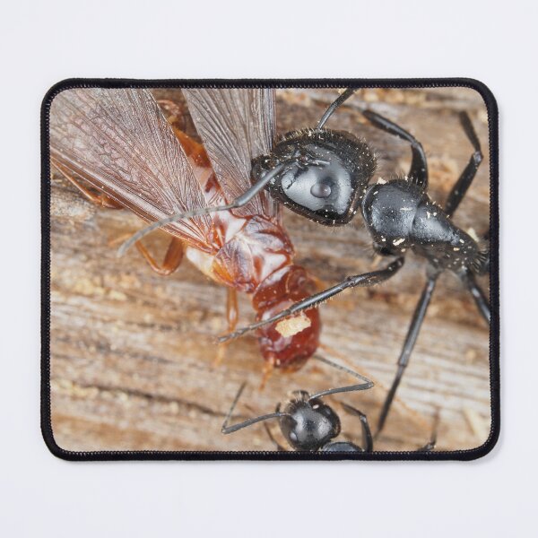 Item preview, Carpenter ants fighting a dampwood termite designed and sold by SDym Photography.