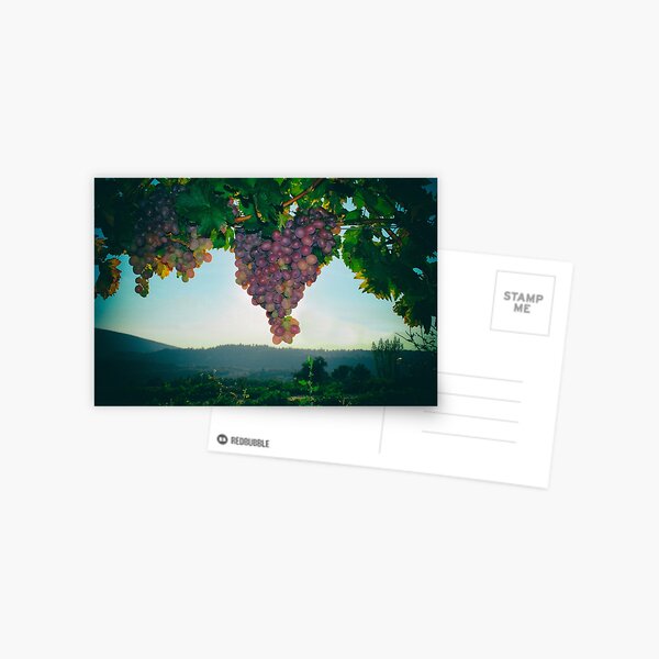 Grapes on Vine Postcard