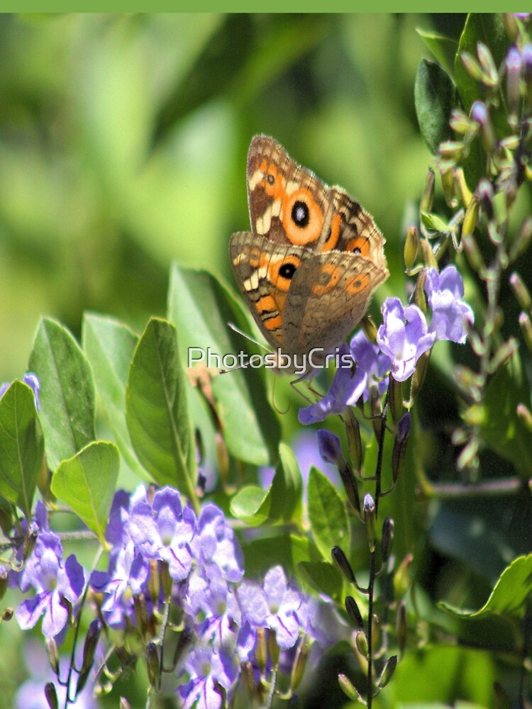 A Beautiful Butterfly by PhotosbyCris