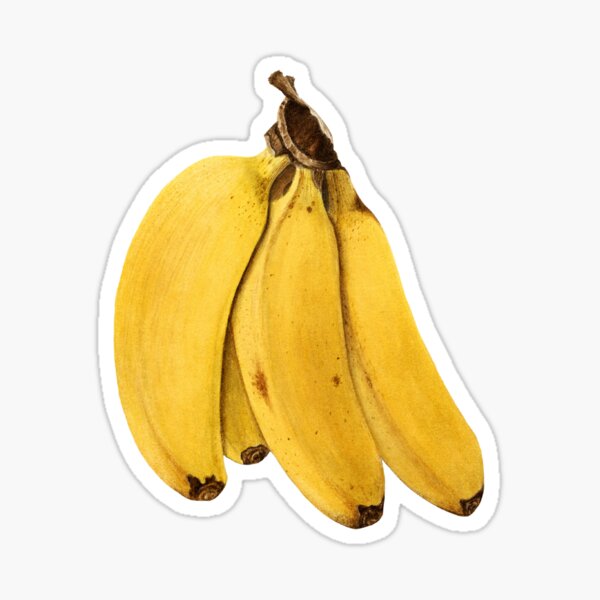 " A Banana A Day Vintage Banana Illustration" Sticker for Sale by
