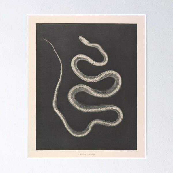 Item preview, Snake Skeleton designed and sold by sewohayami.