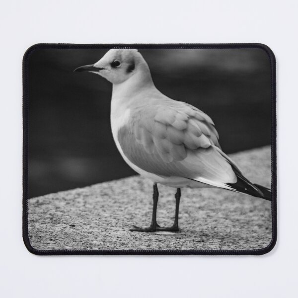 Item preview, young seagull in grey designed and sold by Perggals© - Stacey Turner.
