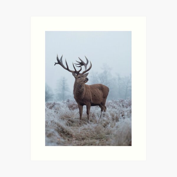 Monarch in a field of white Art Print