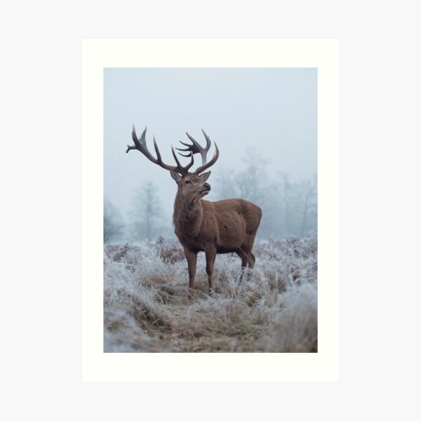 Monarch in a field of white Art Print
